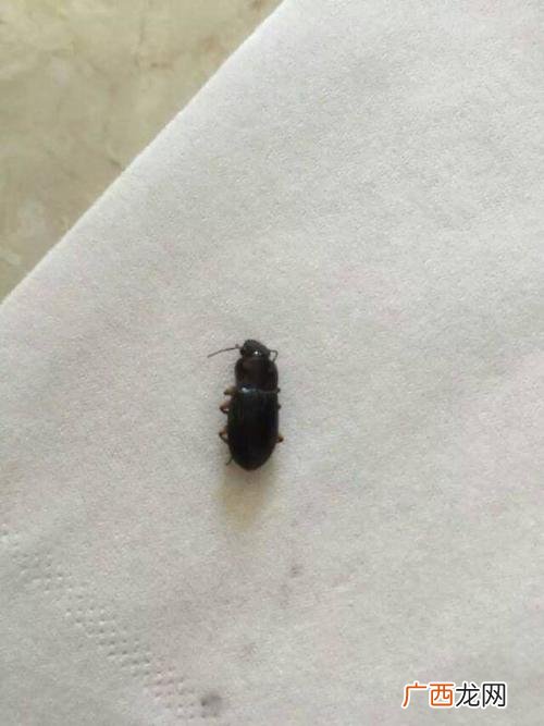 磕头虫会飞吗,会飞甲虫类大全？