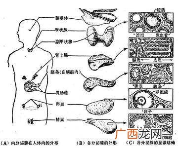 腺体是什么部位,畜三腺在猪牛羊的什么部位？