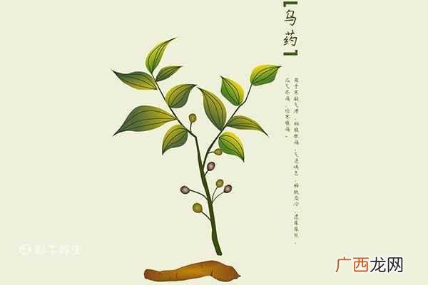 乌药的功效与作用主要治什么病