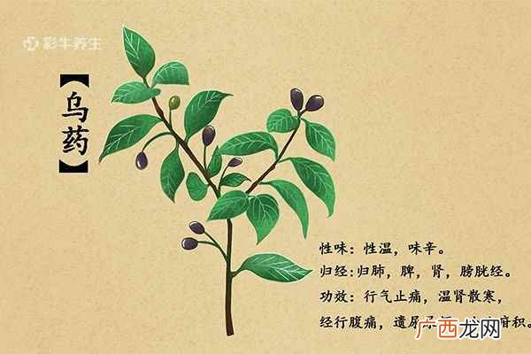 乌药的功效与作用主要治什么病