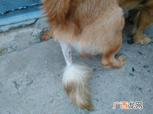 狗的尾巴有什么作用,东北虎的尾巴用来干嘛？