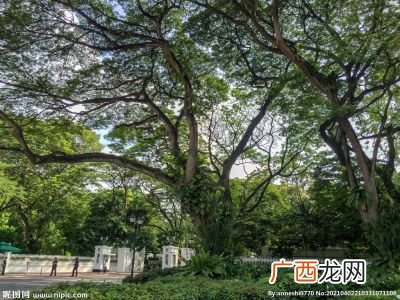 参天大树是成语吗意思是,一棵棵大树四字成语？