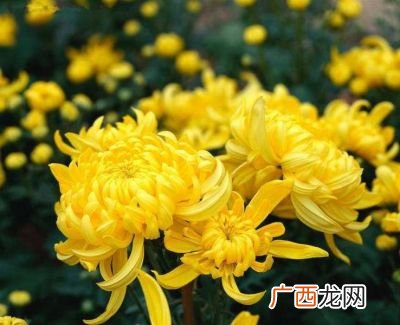 菊花有什么特点,菊花的主要特点50字？