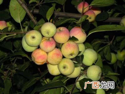 沙果什么样,什么样的沙果晒干好吃?