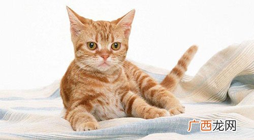 猫一般因为什么会吐,8个月小猫突然呕吐是怎么回事急求？