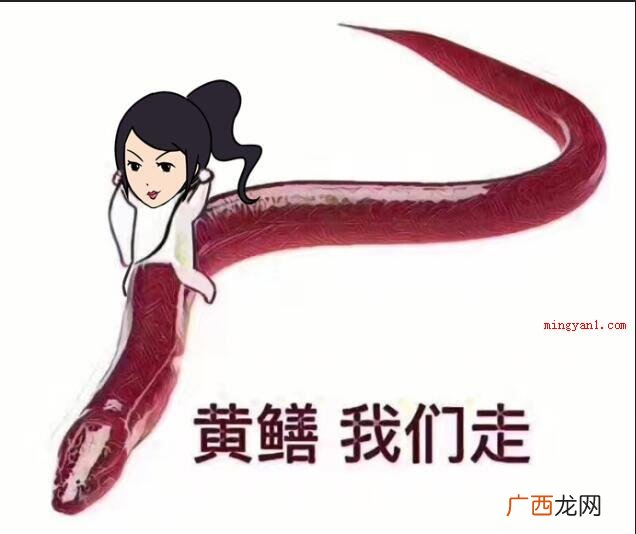 继皮皮虾、象拔蚌我们走以后,黄鳝也成了网民们的座骑神兽之一了 黄鳝我们走是什么梗