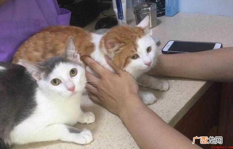 猫咪打完疫苗注意哪些事项
