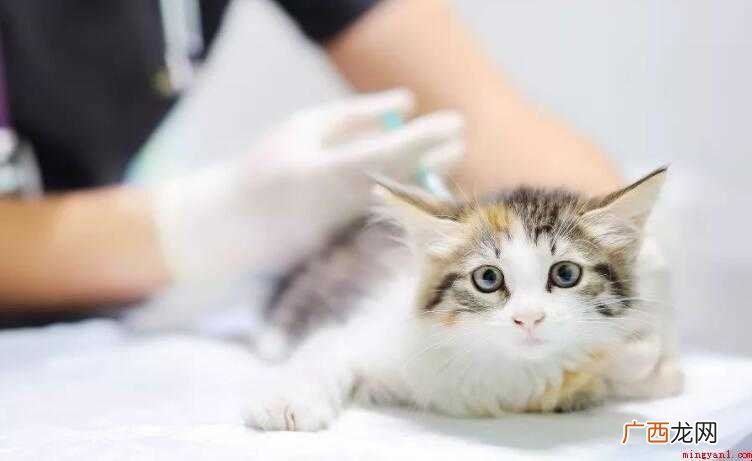 猫咪打几次疫苗合适