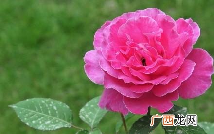 各种花朵的花名与花语,各种花的花语是什么？