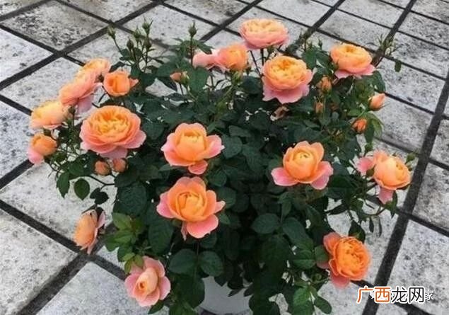 红龙月季是四季开花吗,月季红龙的生长习性？