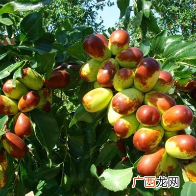 桃三樱二什么意思,二年级可爱的猴子阅读理解答案？
