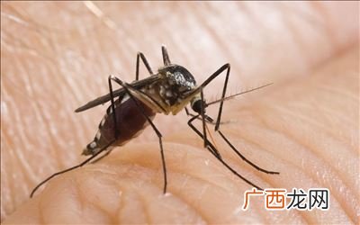 如何清除墙上蚊子血,朱砂痣和蚊子血是什么意思？