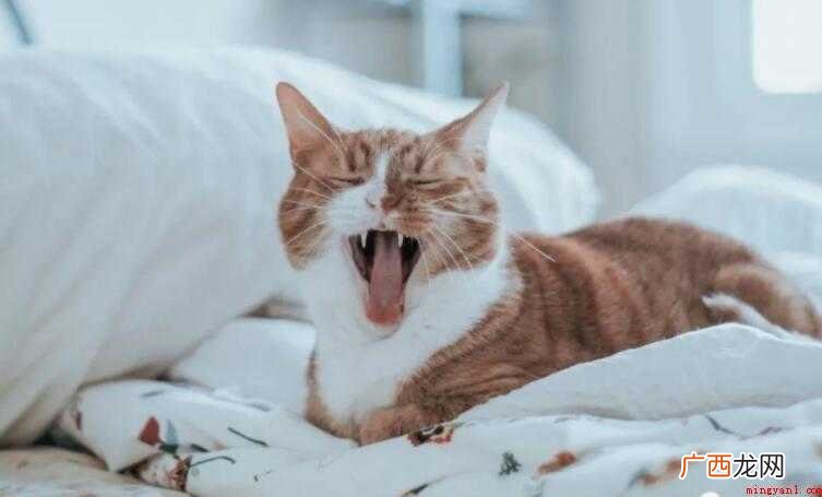 猫咪打狂犬疫苗的好处有哪些