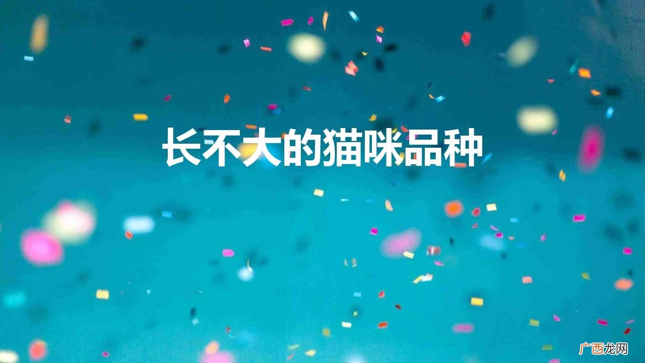 长不大的猫咪品种