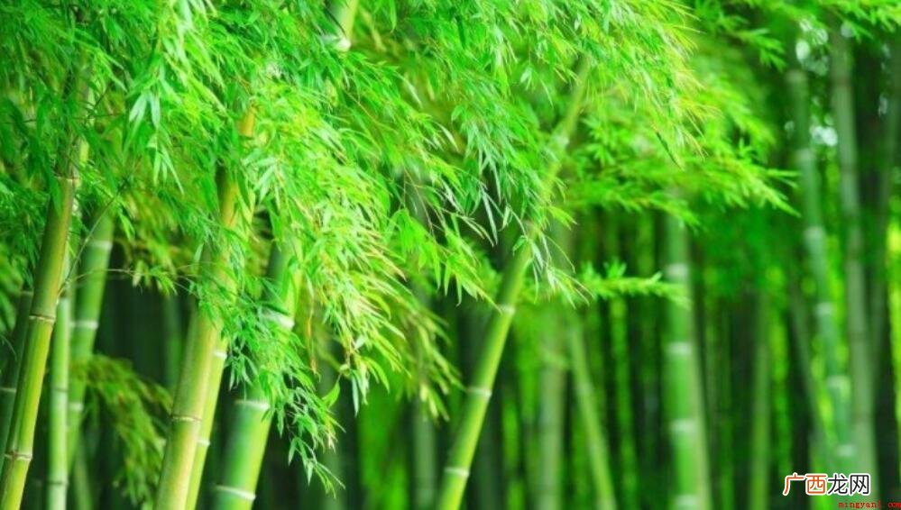什么的竹子填空词语怎么填