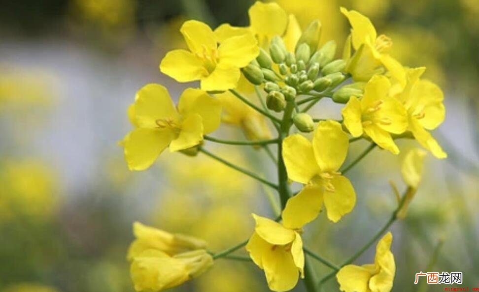什么样的油菜花，在田野中怎样地绽放