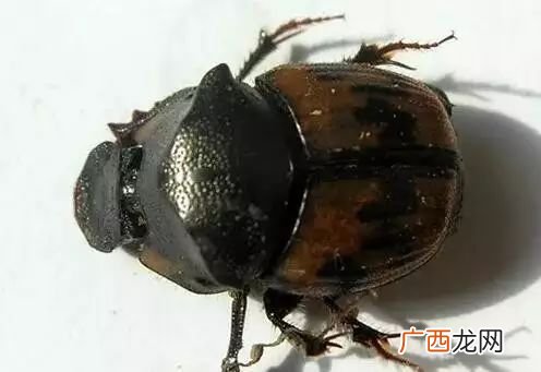 屎壳郎是什么,屎壳郎是什么模样的？