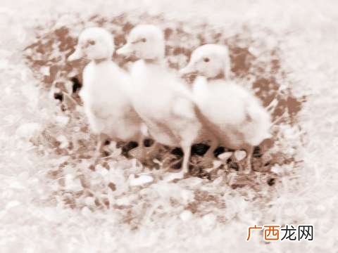 鸭子是什么,鸡鸭是什么动物？