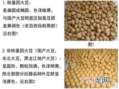 黄豆和大豆有什么区别,大豆和黄豆的区别在于前者是圆形而后者为腰子形对吗？