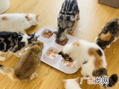 猫吐猫粮是什么原因,猫咪吃了猫粮就吐，猫咪吃猫粮呕吐怎么办？