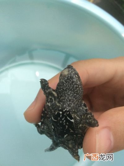 乌龟身长水霉怎么办,乌龟身上的水霉怎样处理？
