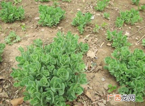 萌芽的意思萌芽解释,什么是儿童思维的萌芽?