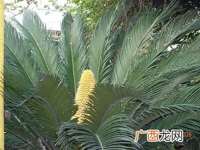 铁树会开花吗,铁树开花的原因是什么？