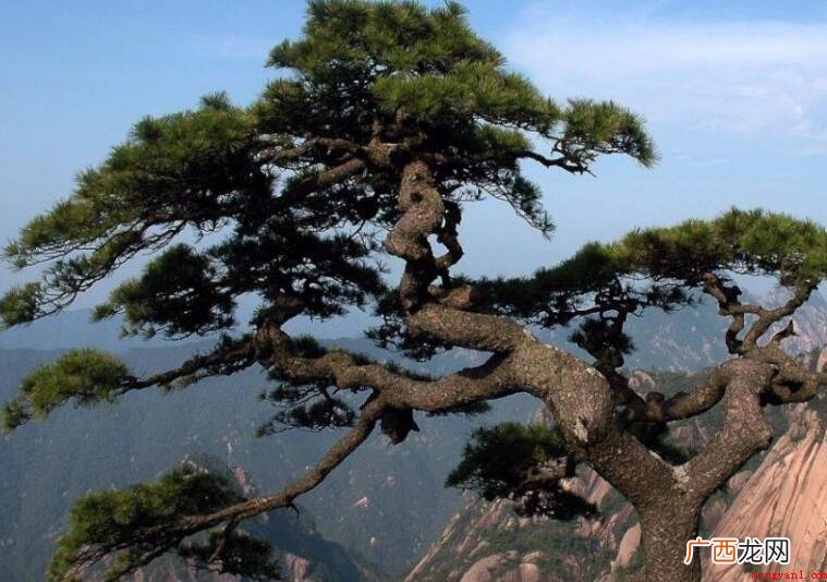 松树的寓意象征是什么