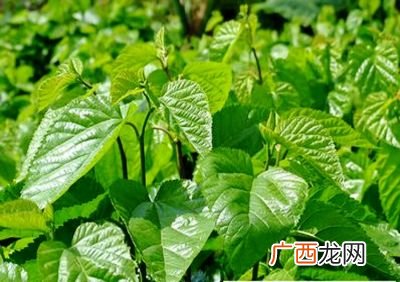 桑叶可以吃吗,桑树叶怎么吃?