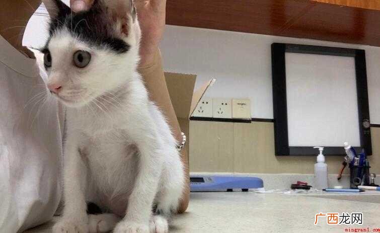 小猫打完疫苗呕吐怎么办