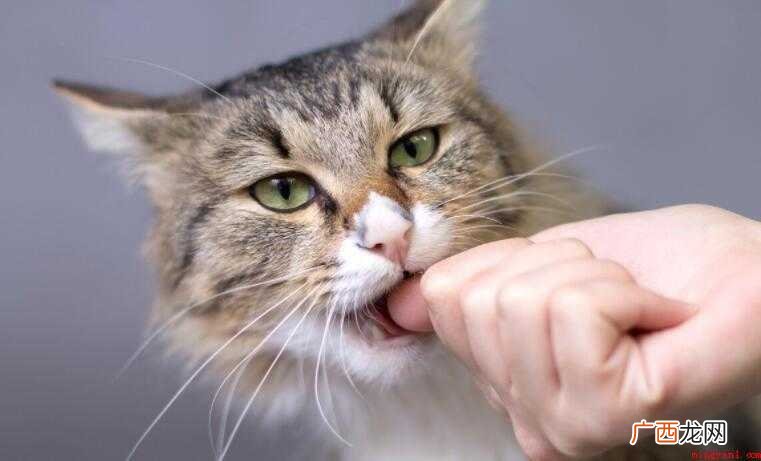 被猫咬了要打几次疫苗