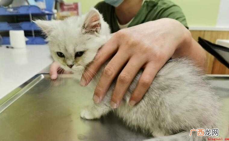 猫咪接种疫苗的不良反应有哪些