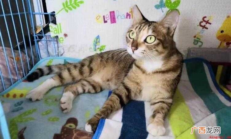 猫咪打完疫苗后发抖怎么回事