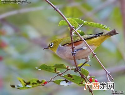 绣眼鸟的特点,最贵的绣眼鸟？