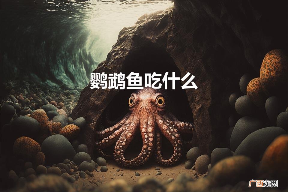 鹦鹉鱼吃什么（鹦鹉鱼吃什么增红最快)