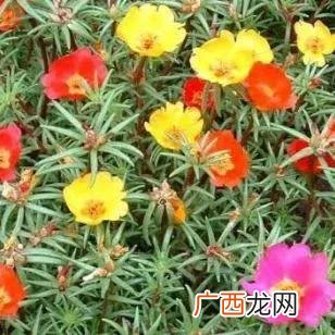 半枝莲，我们叫太阳花 半枝莲是什么科
