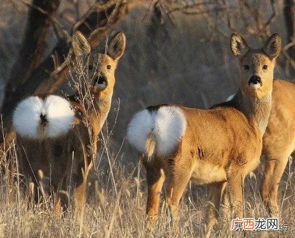 北大荒集团是央企还是国企 北大荒指的是什么地方