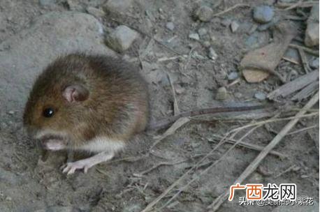 老鼠怕什么气味怎样才能灭老鼠,老鼠最怕什么气味？