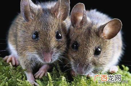 老鼠怕什么气味怎样才能灭老鼠,老鼠最怕什么气味？