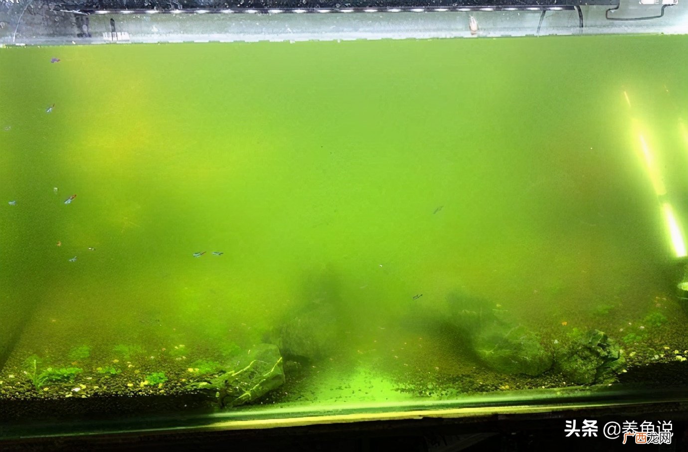 鱼缸水发绿的原因是什么 鱼缸水不几天就发绿解决办法