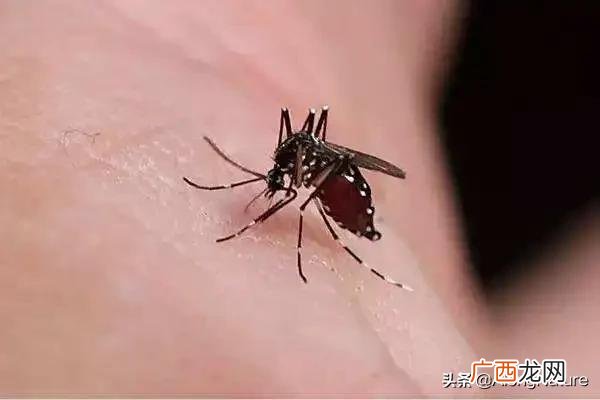 蚊子寿命最长活多久啊 蚊子寿命最长活多久