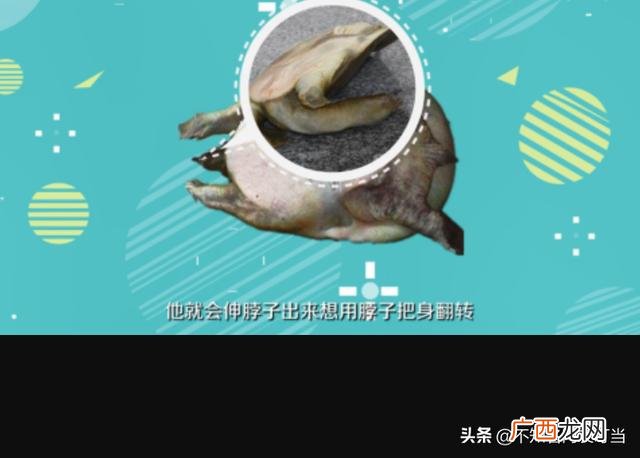 家庭杀甲鱼的正确方法,怎么清理甲鱼?