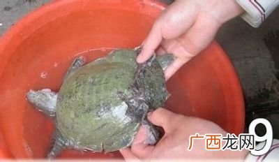 家庭杀甲鱼的正确方法,怎么清理甲鱼?