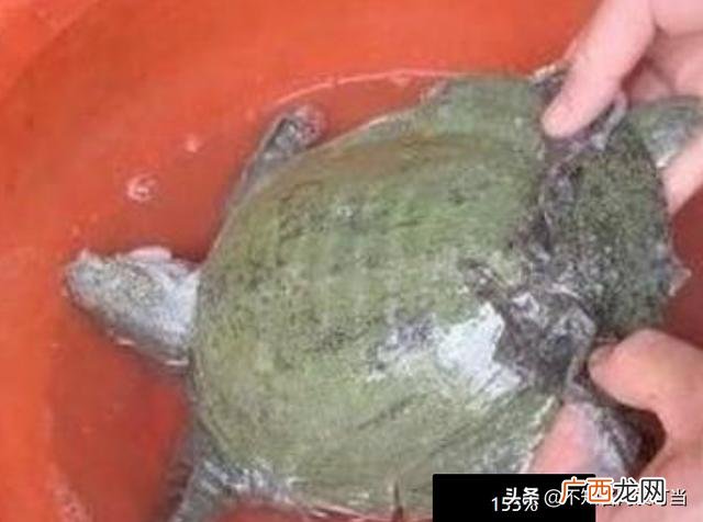 家庭杀甲鱼的正确方法,怎么清理甲鱼?