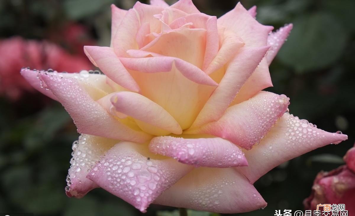 镇宅又聚财的花 月季花风水上有忌讳吗