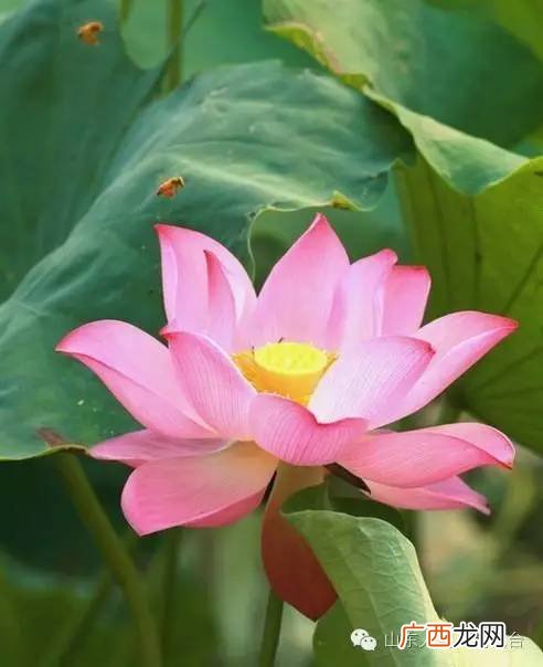 四面荷花三面柳下一句是什么诗,“四面荷花三面柳，一城山色半城湖”这首诗的全诗是什么？作者？等等？