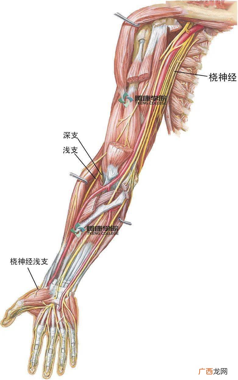 肱肌和肱桡肌有什么区别,手臂各个部位的名称？