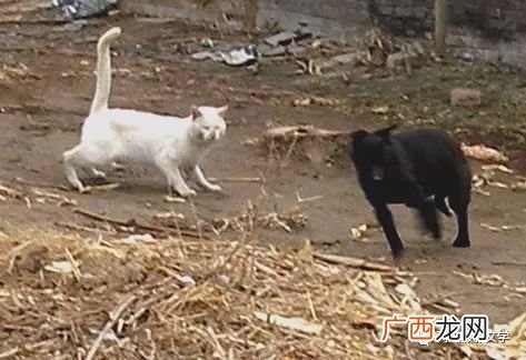 怎样教狗狗捉老鼠,良狗捕鼠中为什么捆绑住了那条狗的后腿？