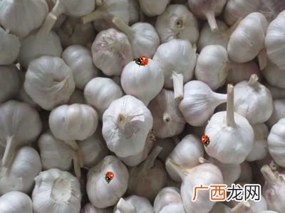 中国最大的大蒜产地,蒜头产地最多的地方？