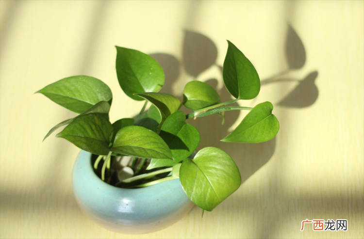 比较好养的室内绿植 适合长期放在室内的植物及名称